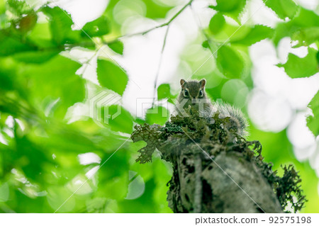 Ezo chipmunk looking straight from the top of a tree surrounded by plant leaves Ezo chipmunk looking straight from the top of a tree surrounded by plant leaves 92575198