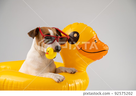 Jack Russell Terrier dog in sunglasses in an inflatable circle holds a rubber duck on a white background. Isolate.  92575202