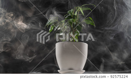 Smoke on a ficus in a pot on a black background. Smoke on a ficus in a pot on a black background. 92575224