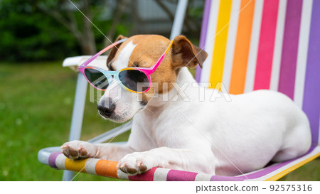Jack russell terrier dog in sunglasses is resting on a sun lounger. Summer vacation concept. Jack russell terrier dog in sunglasses is resting on a sun lounger. Summer vacation concept. 92575316