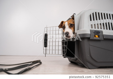 Dog peeking out of open plastic carrier. Dog peeking out of open plastic carrier. 92575351