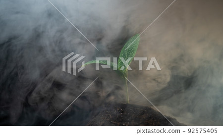Zucchini sprout in fog on a black background. Zucchini sprout in fog on a black background. 92575405