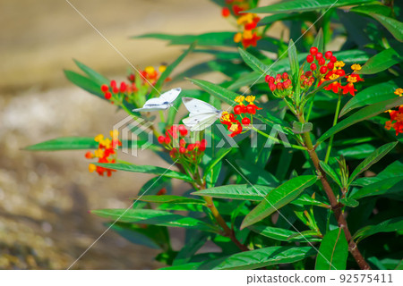 Two cabbage white butterflies and flowers Two cabbage white butterflies and flowers 92575411