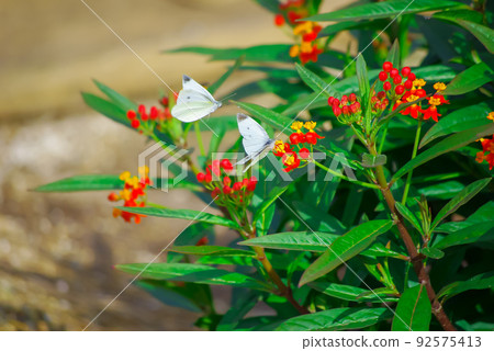 Two cabbage white butterflies and flowers Two cabbage white butterflies and flowers 92575413