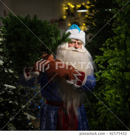 Russian santa claus buys a christmas tree in the store.  92575432