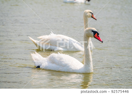 Two Graceful white Swans swimming in the lake, swans in the wild 92575446