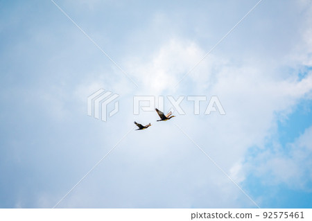 Two Black Cormorants flying in blue sky. The great cormorant, Phalacrocorax carbo Two Black Cormorants flying in blue sky. The great cormorant, Phalacrocorax carbo 92575461