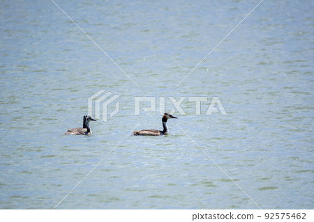The waterfowl bird, great crested grebe with chick, swimming in the lake. 92575462