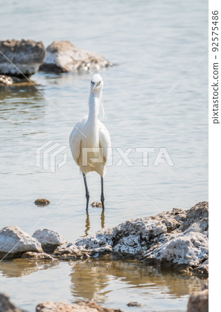 The small white heron or Little egret stands in the lake 92575486