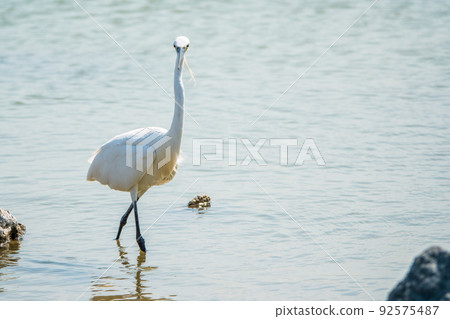 The small white heron or Little egret stands in the lake 92575487