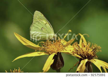 Beautiful yellow Colias erate found in familiar parks and meadows from spring to autumn Beautiful yellow Colias erate found in familiar parks and meadows from spring to autumn 92575891