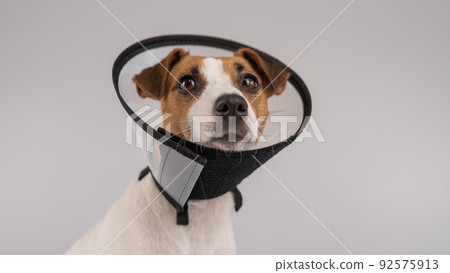Jack Russell Terrier dog in plastic cone after surgery. Jack Russell Terrier dog in plastic cone after surgery. 92575913