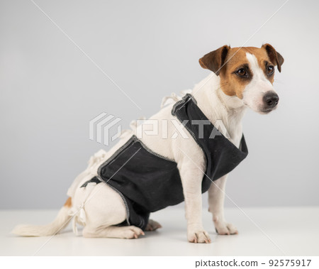 Jack Russell Terrier in post-op blanket after female sterilization. Dog hysterectomy. 92575917