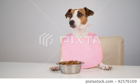 Dog jack russell terrier at the dinner table in a pink bib. Dog jack russell terrier at the dinner table in a pink bib. 92576109