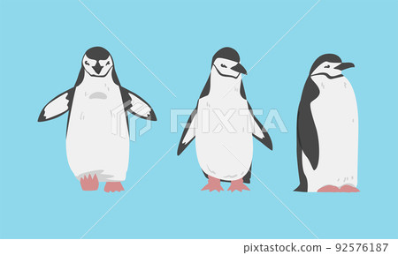 Chinstrap Penguin as Aquatic Flightless Bird with Flippers for Swimming Vector Set 92576187