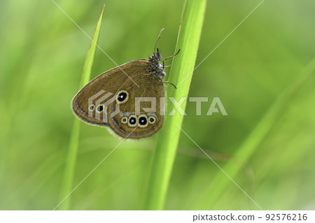 False ringlet, a rare butterfly found in summer meadows False ringlet, a rare butterfly found in summer meadows 92576216
