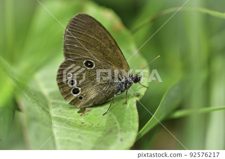 False ringlet, a rare butterfly found in summer meadows False ringlet, a rare butterfly found in summer meadows 92576217