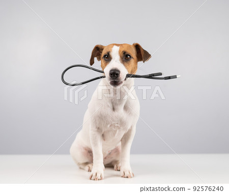 Dog jack russell terrier gnaws on a black usb wire on a white background. Dog jack russell terrier gnaws on a black usb wire on a white background. 92576240