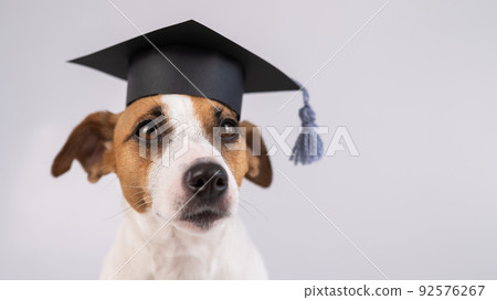 Cute dog jack russell terrier in an academic cap on a white background. Cute dog jack russell terrier in an academic cap on a white background. 92576267