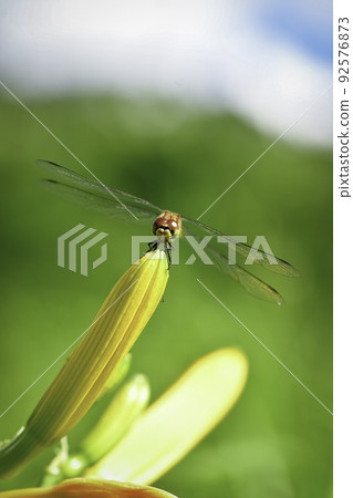 Sympetrum frequens and day lilies found on the summer plateau 92576873