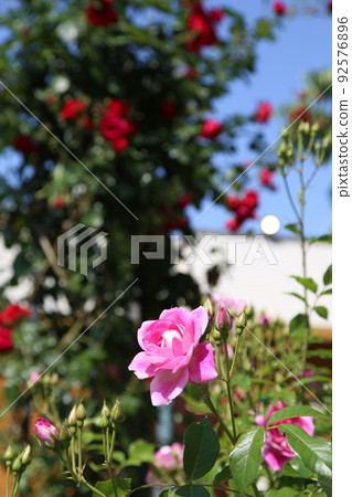 Nakanoshima Rose Garden Nakanoshima Rose Garden Rose Rose Garden Flowerbed Rose Festival Rosefu Osaka Central Park 92576896