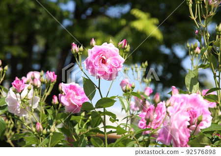 中之島玫瑰園 中之島玫瑰園 玫瑰園 玫瑰園 花壇 玫瑰節 Rosefu 大阪中央公園 中之島玫瑰園 中之島玫瑰園 玫瑰園 玫瑰園 花壇 玫瑰節 Rosefu 大阪中央公園 92576898