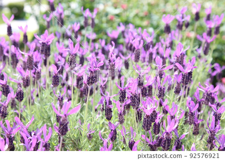 Nakanoshima Rose Garden Nakanoshima Rose Garden Rose Rose Garden Flowerbed Rose Festival Rosefu Osaka Central Park Nakanoshima Rose Garden Nakanoshima Rose Garden Rose Rose Garden Flowerbed Rose Festival Rosefu Osaka Central Park 92576921