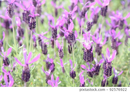 中之島玫瑰園 中之島玫瑰園 玫瑰園 玫瑰園 花壇 玫瑰節 Rosefu 大阪中央公園 92576922