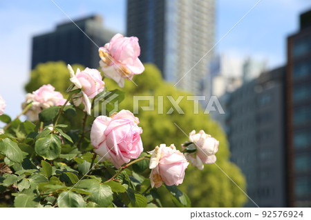 Nakanoshima Rose Garden Nakanoshima Rose Garden Rose Rose Garden Flowerbed Rose Festival Rosefu Osaka Central Park 92576924