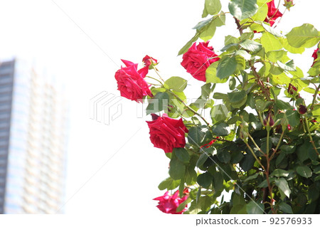 中之島玫瑰園 中之島玫瑰園 玫瑰園 玫瑰園 花壇 玫瑰節 Rosefu 大阪中央公園 中之島玫瑰園 中之島玫瑰園 玫瑰園 玫瑰園 花壇 玫瑰節 Rosefu 大阪中央公園 92576933