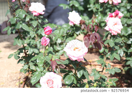 中之島玫瑰園 中之島玫瑰園 玫瑰園 玫瑰園 花壇 玫瑰節 Rosefu 大阪中央公園 92576934