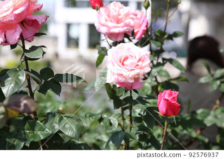 中之島玫瑰園 中之島玫瑰園 玫瑰園 玫瑰園 花壇 玫瑰節 Rosefu 大阪中央公園 92576937