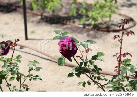 Nakanoshima Rose Garden Nakanoshima Rose Garden Rose Rose Garden Flowerbed Rose Festival Rosefu Osaka Central Park Nakanoshima Rose Garden Nakanoshima Rose Garden Rose Rose Garden Flowerbed Rose Festival Rosefu Osaka Central Park 92576949