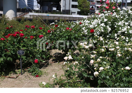 中之島玫瑰園 中之島玫瑰園 玫瑰園 玫瑰園 花壇 玫瑰節 Rosefu 大阪中央公園 92576952