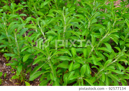 Stevia 92577134