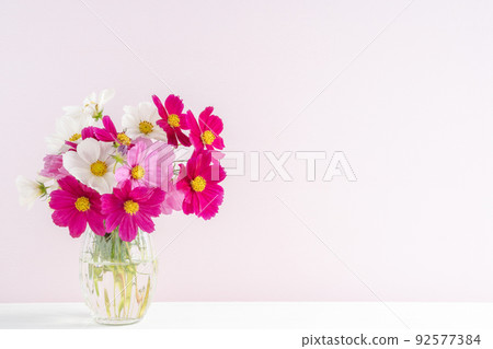 Cosmos flower arrangement Cosmos flower arrangement 92577384