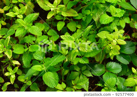 Lemon balm Lemon balm 92577400