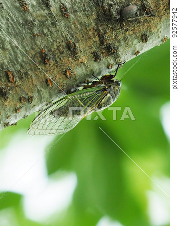 蟬(Kumazemi:暑假形像等) 蟬(Kumazemi:暑假形像等) 92577942