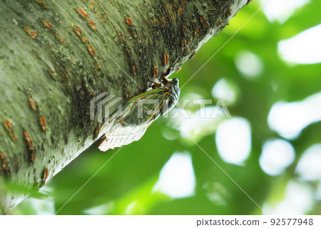 蟬（Kumazemi：暑假形像等） 92577948