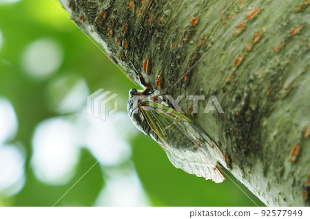 Cicada (Kumazemi: For summer vacation image, etc.) 92577949