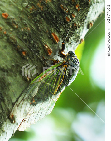 蟬（Kumazemi：暑假形像等） 92577951