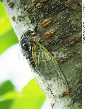 Cicada (Kumazemi: For summer vacation image, etc.) 92577954