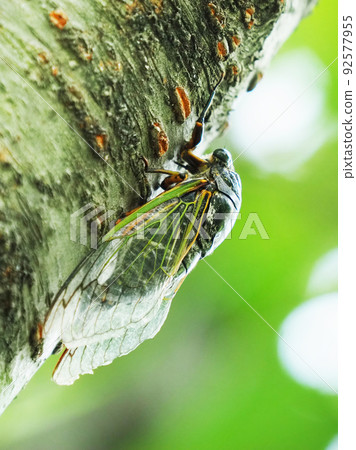 Cicada (Kumazemi: For summer vacation image, etc.) Cicada (Kumazemi: For summer vacation image, etc.) 92577955