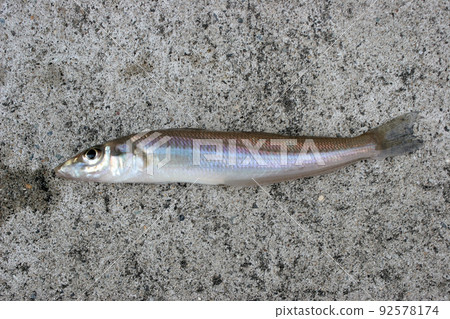 把釣到的鱈魚放在防波堤的混凝土上,拿走了 把釣到的鱈魚放在防波堤的混凝土上,拿走了 92578174