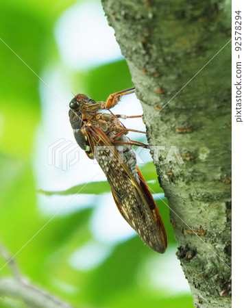 Cicada (Abra Zemi: for summer vacation image, etc.) 92578294