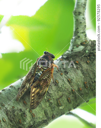 Cicada (Abra Zemi: for summer vacation image, etc.) 92578295