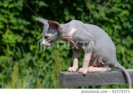 Cute thoroughbred Sphynx Cat of blue and white color sitting high on wooden crossbar outdoors play area on sunny summer day and looking out for prey below. Male kitten is fifteen weeks old. Side view. 92578373