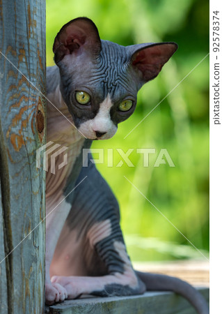 Bald kitten-Sphinx sits high on wooden boards on outdoor playground boarding kennel on summer day and looks down, watching what is happening. Focus on foreground. Natural blurred green background. 92578374