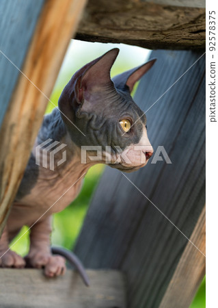 Funny 4 month old kitten of Sphinx Hairless breed of black and white color looks at view from height of playground of cattery, boarding kennel. Side view. Selective focus. Vertical composition. Funny 4 month old kitten of Sphinx Hairless breed of black and white color looks at view from height of playground of cattery, boarding kennel. Side view. Selective focus. Vertical composition. 92578375