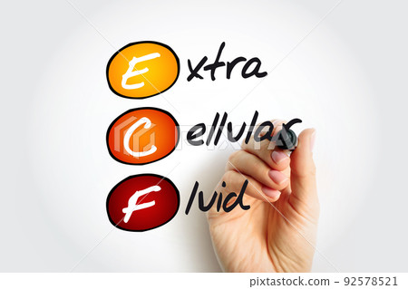 ECF Extracellular fluid - body fluid that is not contained in cells, acronym text concept background ECF Extracellular fluid - body fluid that is not contained in cells, acronym text concept background 92578521